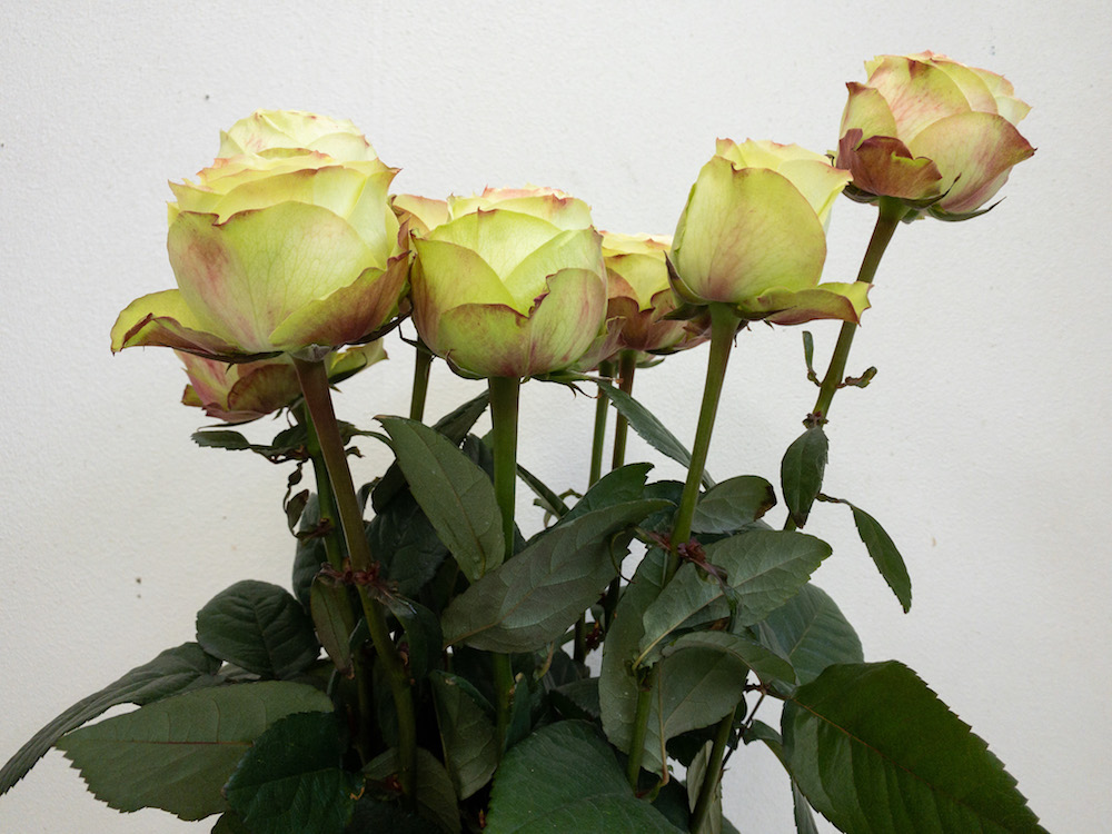 薔薇　グリーンフィールド