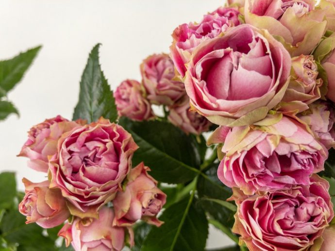 スプラッシュセンセーション 薔薇