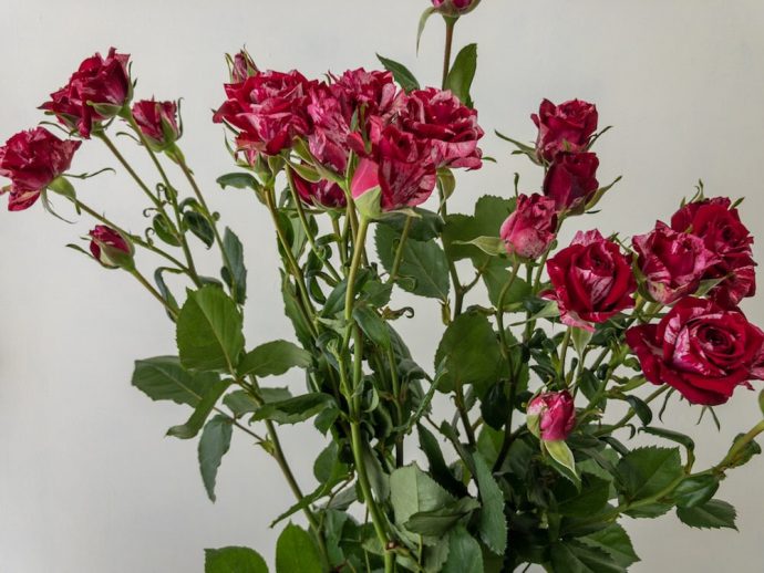 スプレーバラ 赤 品種