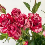 アローフォリーズ スプレーバラ(薔薇)