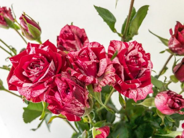 アローフォリーズ　スプレーバラ（薔薇）