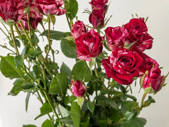 アローフォーリーズ