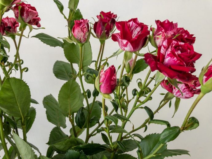 薔薇 アローフォリーズ