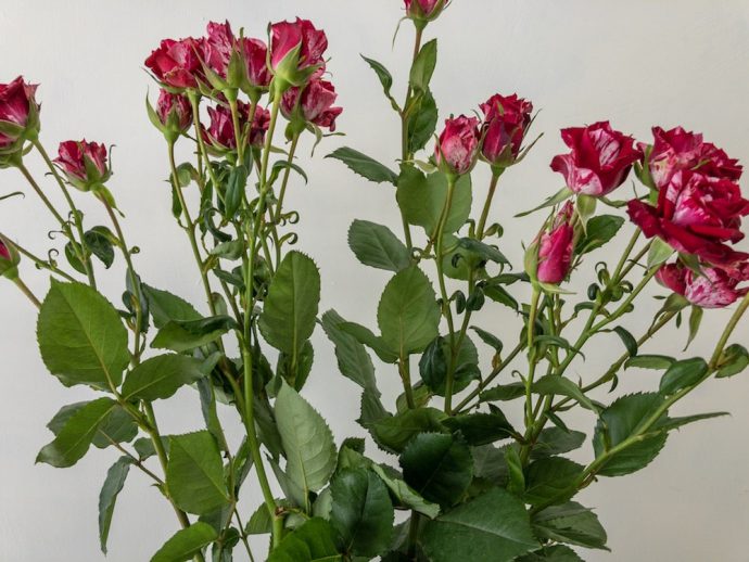 バラ アローフォリーズ