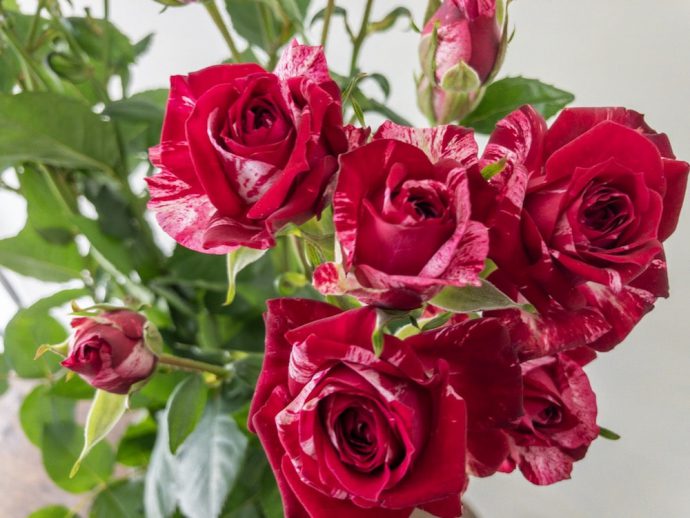 アローフォリーズ 薔薇