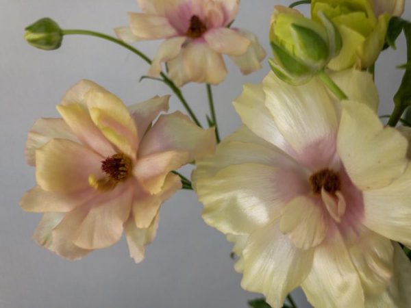 ラックス アリアドネ　ラナンキュラス