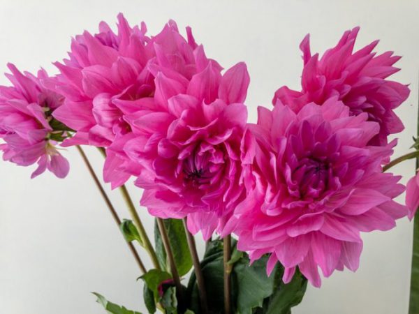 マジックピンク ダリア