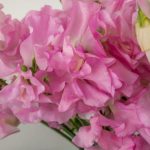 ピュア スイートピー