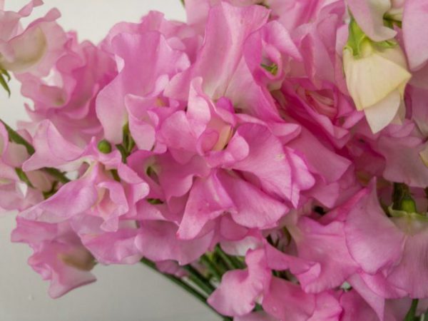 ピュア スイートピー