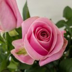 ピンクスムージー　バラ（薔薇）