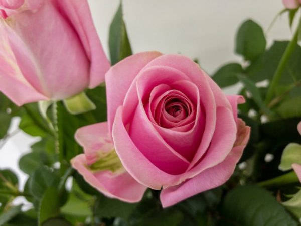 ピンクスムージー　バラ（薔薇）