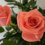 フロインディン　バラ（薔薇）