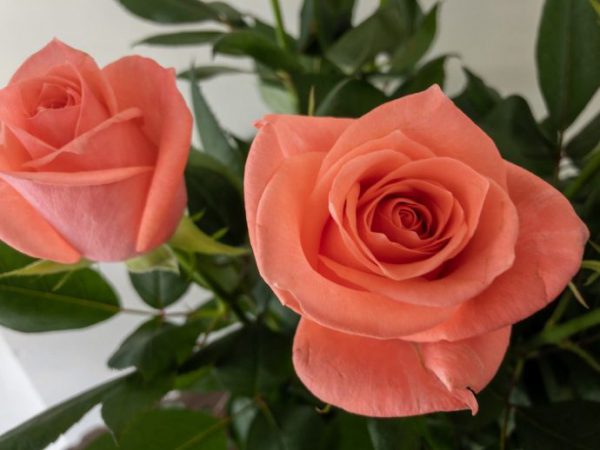 フロインディン　バラ（薔薇）