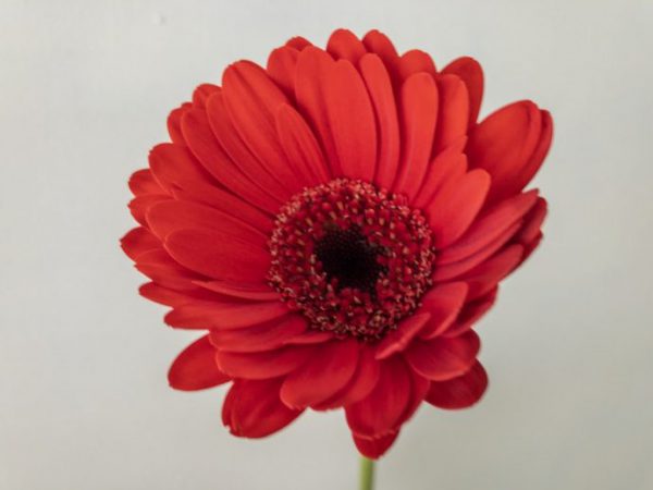 スリ　ガーベラ