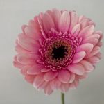 シルヴァ　ガーベラ