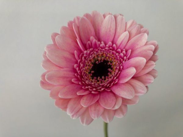 シルヴァ　ガーベラ