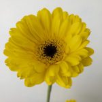 パックマン　ガーベラ