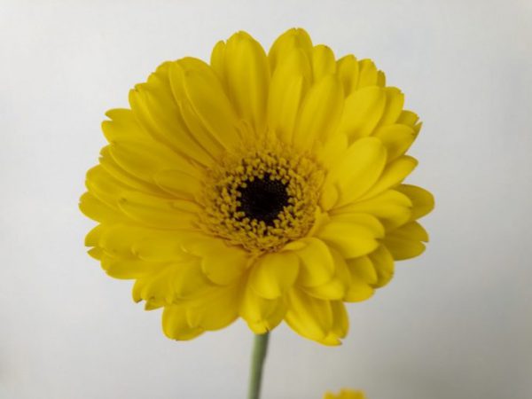 パックマン　ガーベラ