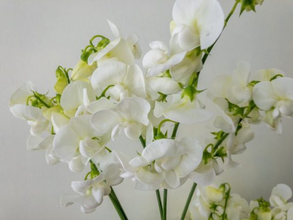 宿根スイートピー