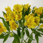 レモン アルストロメリア