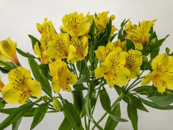 レモン　アルストロメリア