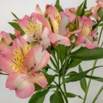 ピンクラテ　アルストロメリア