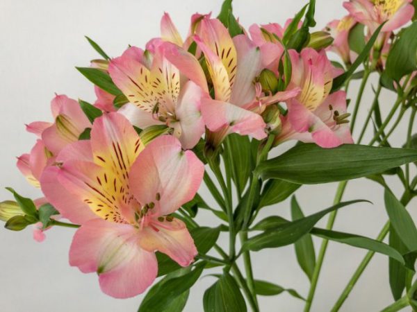 ピンクラテ　アルストロメリア