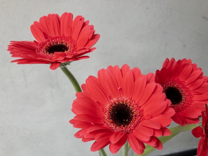 ガーベラ 赤