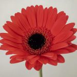 アイビーメイ　ガーベラ