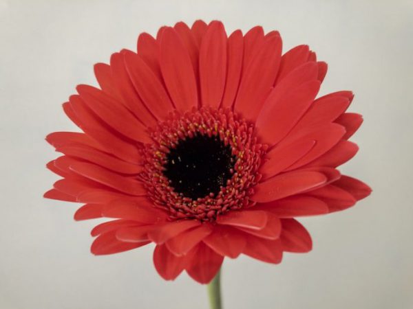 アイビーメイ　ガーベラ