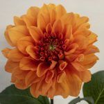 シャイニーオレンジ ダリア