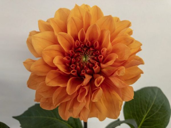 シャイニーオレンジ ダリア