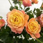 フェリーク スプレーバラ(薔薇)