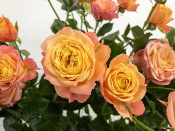 フェリーク　スプレーバラ（薔薇）