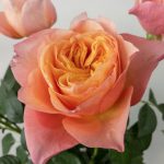 ヴィクトリアンシークレット　バラ（薔薇）