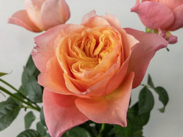 ヴィクトリアンシークレット　バラ（薔薇）