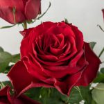 クリストローゼ　バラ（薔薇）