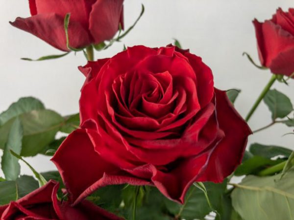 クリストローゼ　バラ（薔薇）