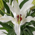 コンスタンタ （オリエンタルユリ）