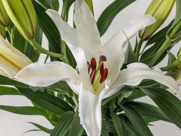 コンスタンタ （オリエンタルユリ）