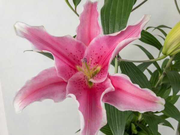 ソルボンヌ  （オリエンタルユリ）