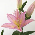 バンドーム  （オリエンタルユリ）