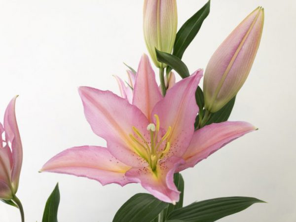 バンドーム  （オリエンタルユリ）