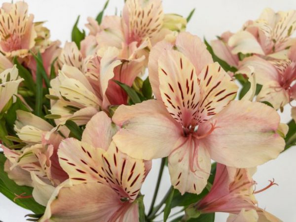 ミルクティー　アルストロメリア