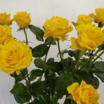 ルミナス!　スプレーバラ（薔薇）