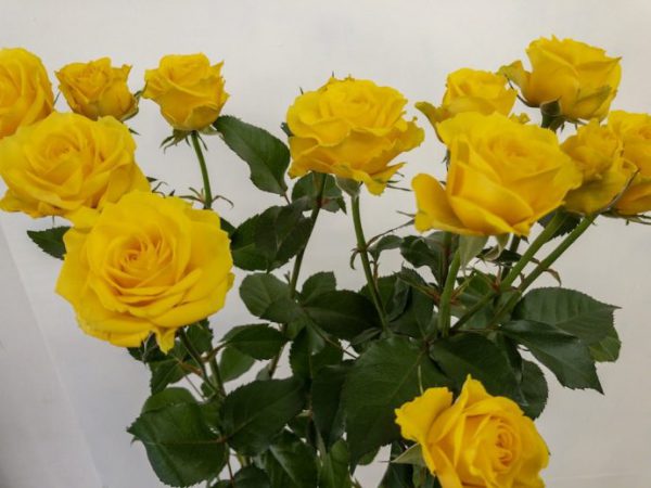 ルミナス!　スプレーバラ（薔薇）