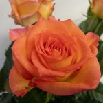 フェスティボ　バラ（薔薇）