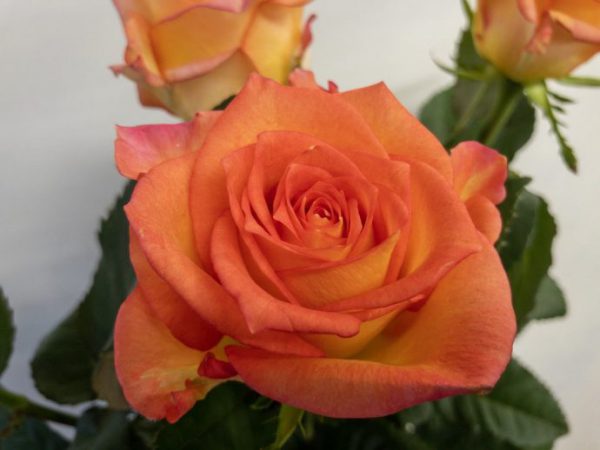 フェスティボ　バラ（薔薇）