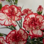 ミヌエット スプレーカーネーション