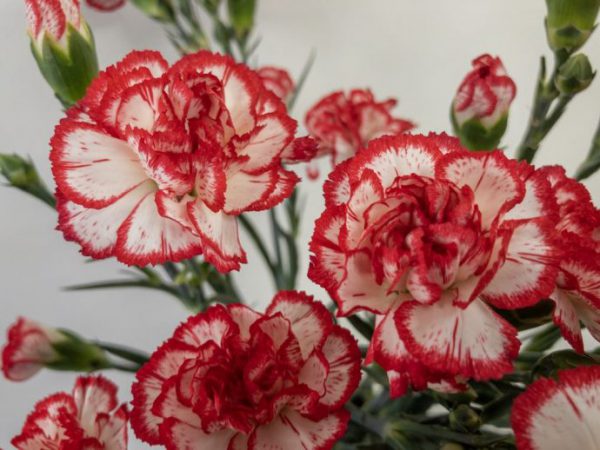 ミヌエット　スプレーカーネーション